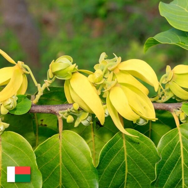Naturalny Olejek Eteryczny YLANG-YLANG 10ml - Aromaholik - obrazek 5
