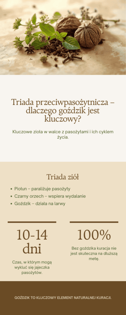 Infografika - Triada przeciwpasożytnicza – dlaczego goździk jest kluczowy