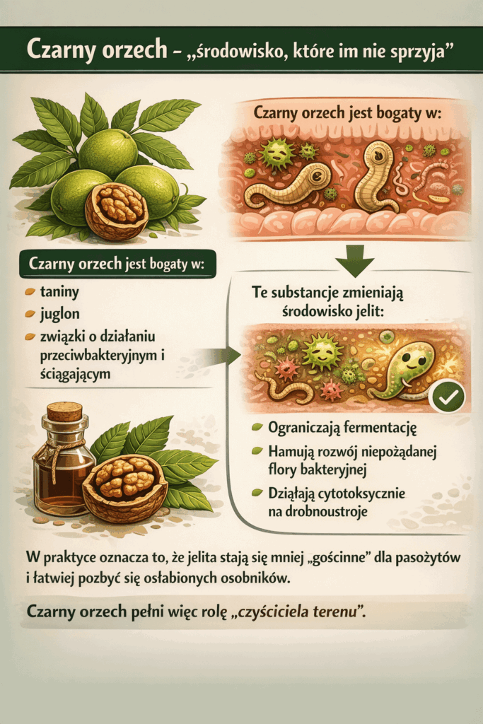 Czarny orzech Juglans nigra – naturalne wsparcie jelit w kuracji przeciwpasożytniczej