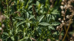 Piołun – właściwości i jak stosować na pasożyty, napar i nalewkę