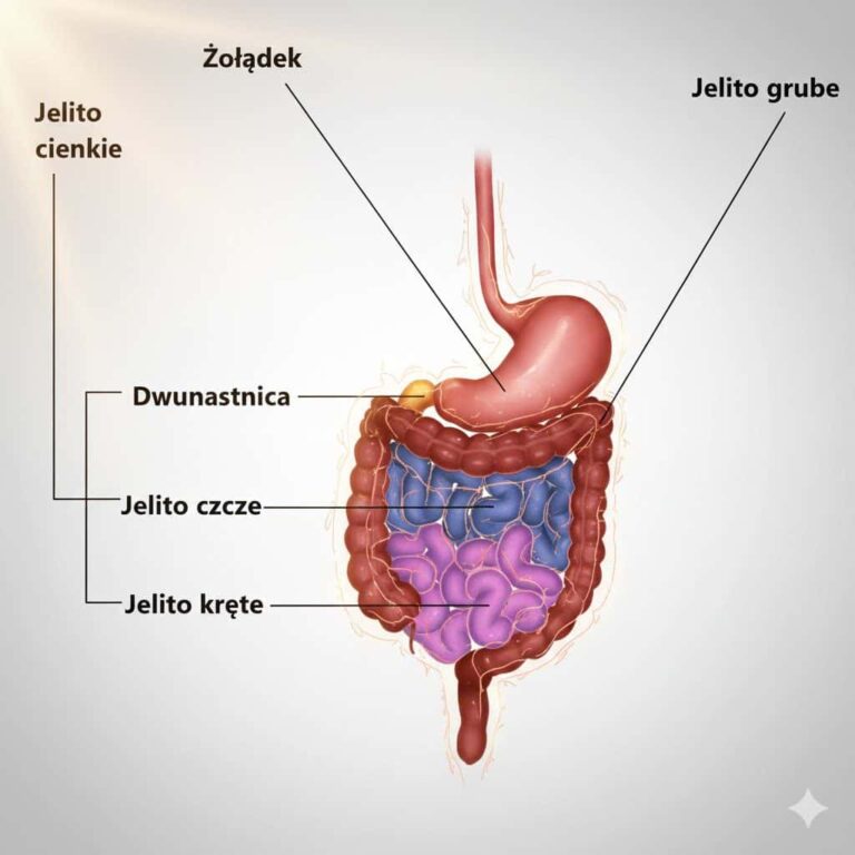 Schemat układu pokarmowego z zaznaczonym jelitem czczym, dwunastnicą i jelitem krętym – miejsca kluczowe dla wchłaniania składników odżywczych