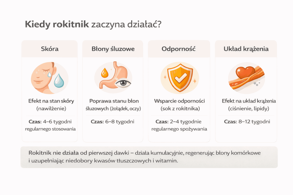 Infografika pokazująca po jakim czasie rokitnik zaczyna działać na organizm