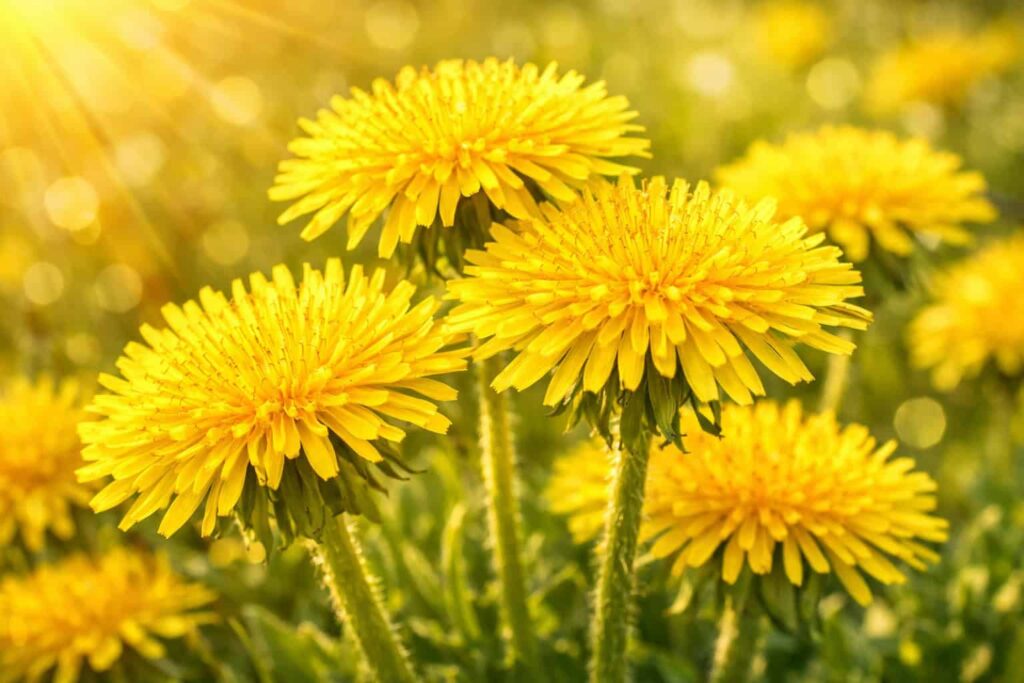 Mniszek lekarski (Taraxacum officinale) – żółte kwiaty mniszka na łące, roślina lecznicza wspierająca wątrobę, trawienie i detoksykację