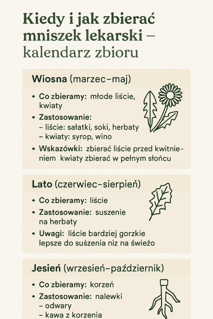 Kiedy i jak zbierać mniszek lekarski – kalendarz zbioru liści, kwiatów i korzenia wiosną, latem i jesienią z zastosowaniami
