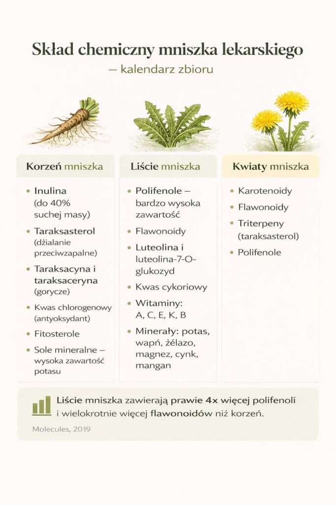 Skład chemiczny mniszka lekarskiego – porównanie korzenia, liści i kwiatów z wyszczególnieniem inuliny, polifenoli, flawonoidów i taraksasterolu