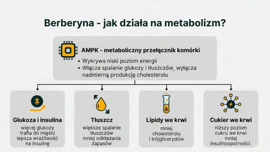 Infografika pokazująca jak berberyna wpływa na metabolizm, glukozę, lipidy i insulinę
