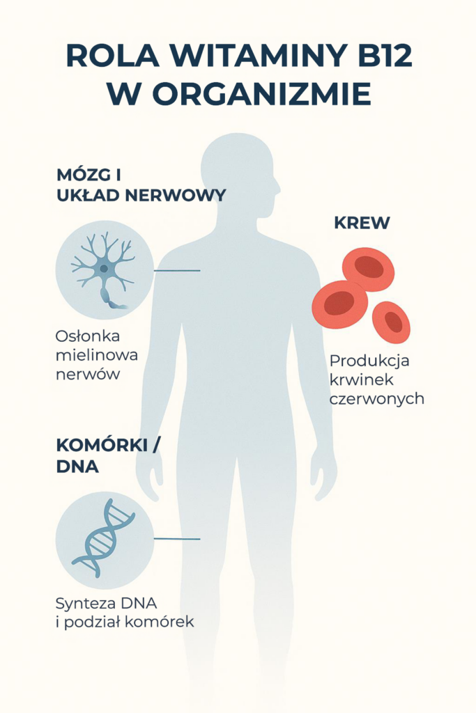 Niedobór witaminy B12 – objawy neurologiczne, psychiczne i jak go rozpoznać? 2 Rola witaminy B12 w organizmie – układ nerwowy, produkcja krwinek czerwonych i synteza DNA (infografika edukacyjna)